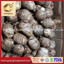 Fresh Taro with Perfect Quality From China